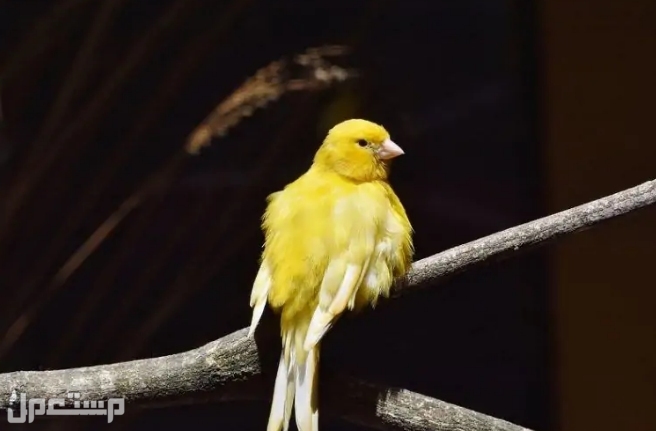 أفضل 6  أنواع الطيور  الأكثر هدوءًا للتربية (بالصور) طائر الكناري