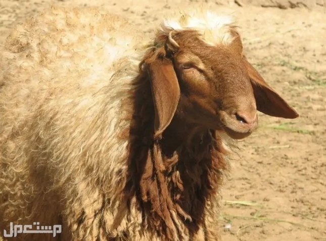 سلالات أغنام الألبان: أفضل 4 سلالات أغنام لإنتاج الحليب (بالصور ) غنم العواس