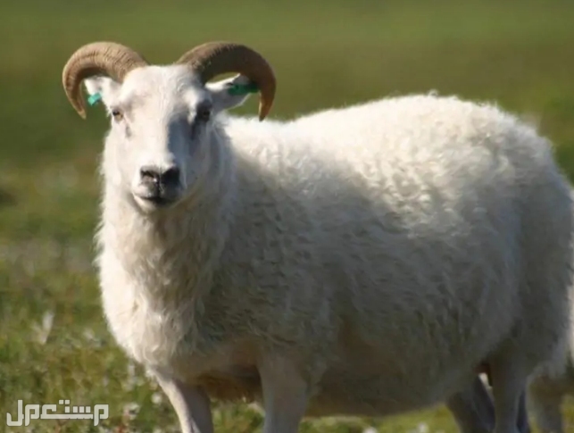 سلالات أغنام الألبان: أفضل 4 سلالات أغنام لإنتاج الحليب (بالصور ) الخروف الأيسلندي