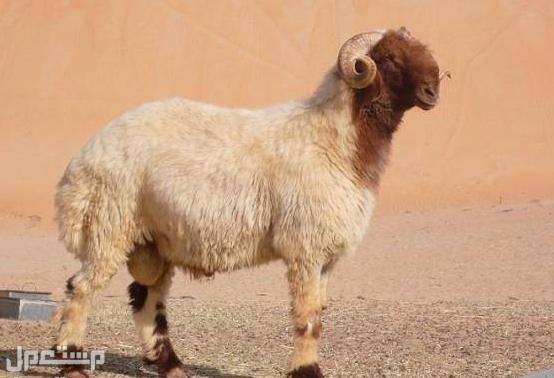 سلالات أغنام الألبان: أفضل 4 سلالات أغنام لإنتاج الحليب (بالصور ) غنم العواس