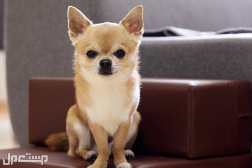 تعرف على 8 أفضل سلالات الكلاب الصغيرة للتربية في المنازل الصغيرة شيواوا Chihuahua