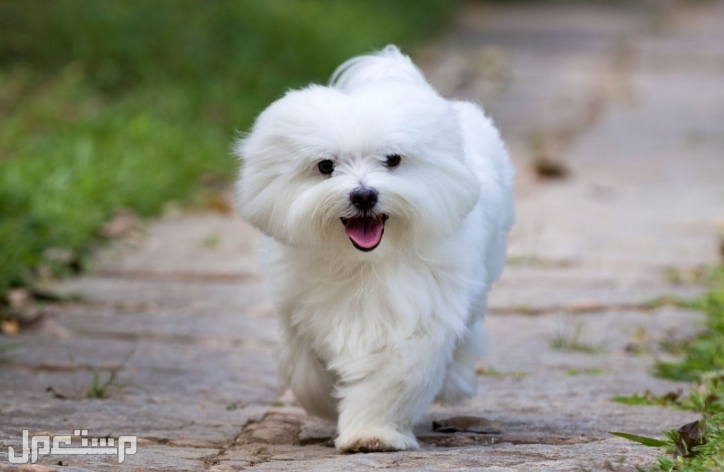 تعرف على 8 أفضل سلالات الكلاب الصغيرة للتربية في المنازل الصغيرة في الإمارات العربية المتحدة كلب مالطي Maltese