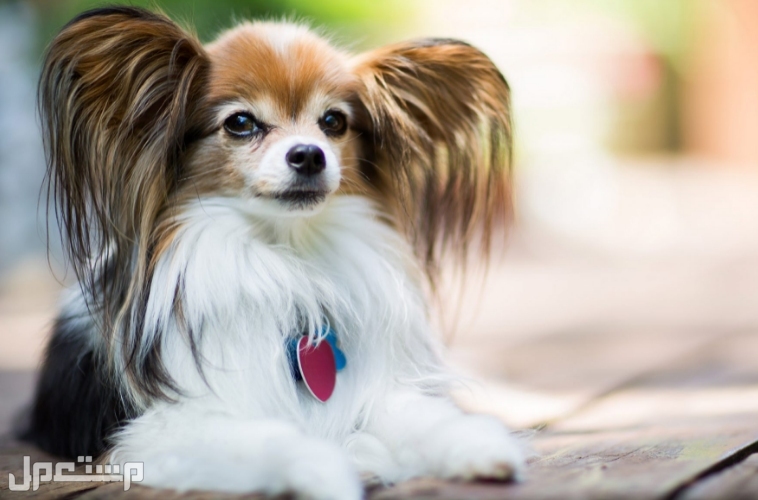 تعرف على 8 أفضل سلالات الكلاب الصغيرة للتربية في المنازل الصغيرة كلب بابيلون Papillon