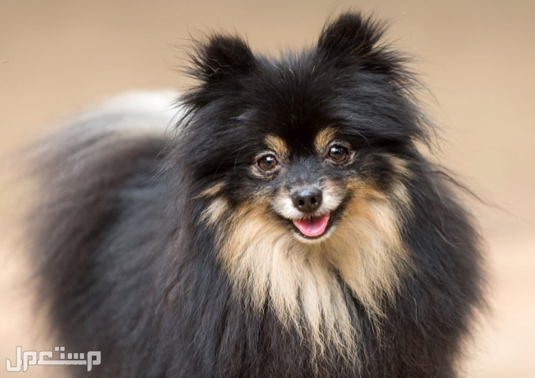 تعرف على 8 أفضل سلالات الكلاب الصغيرة للتربية في المنازل الصغيرة كلب بوميرينيان Pomeranian