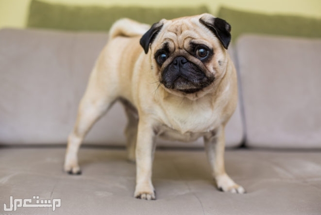 تعرف على 8 أفضل سلالات الكلاب الصغيرة للتربية في المنازل الصغيرة في الإمارات العربية المتحدة كلب البج Pug