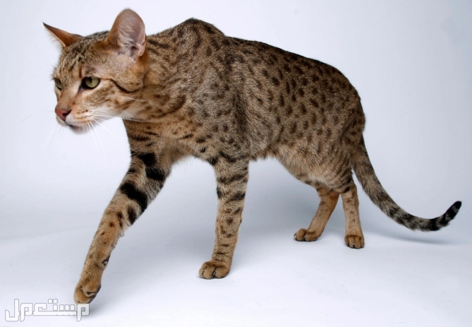تعرّف على أغلى وأندر 5 سلالات قطط في العالم و قط آشيرا  Ashera cat