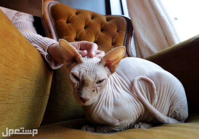 تعرّف على أغلى وأندر 5 سلالات قطط في العالم و قط فرعوني The Sphynx