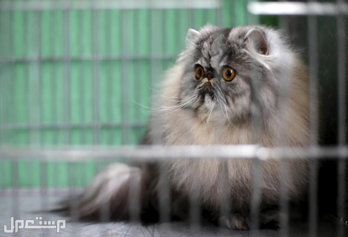 تعرّف على أغلى وأندر 5 سلالات قطط في العالم و قط شيرازي Persian Cat