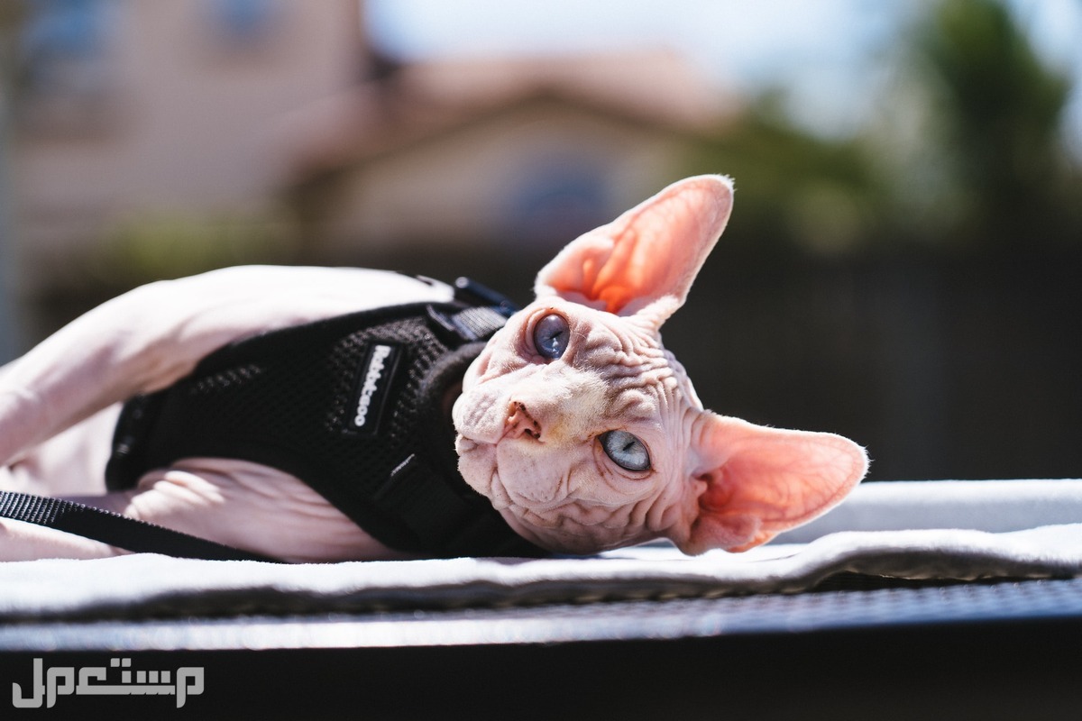 تعرّف على أغلى وأندر 5 سلالات قطط في العالم و قط فرعوني The Sphynx