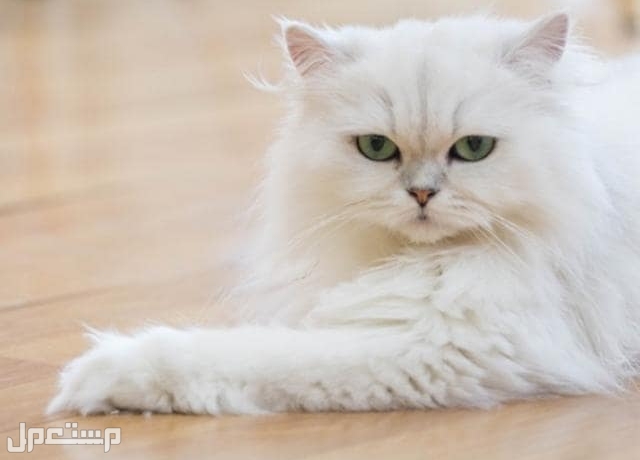 تعرف على 12 من أجمل أنواع القطط التي ستبهرك في العالم و القط الفارسي