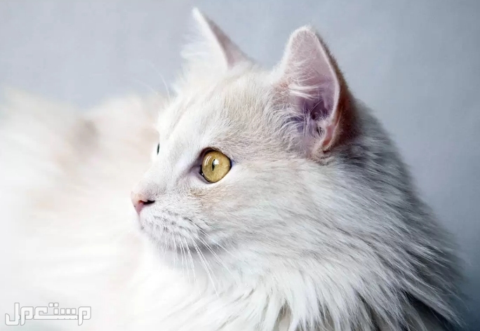 تعرف على 12 من أجمل أنواع القطط التي ستبهرك في العالم و في السعودية قط الانجورا التركي