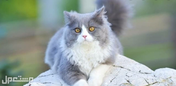 تعرف على 12 من أجمل أنواع القطط التي ستبهرك في العالم و في السعودية قط راجاموفين