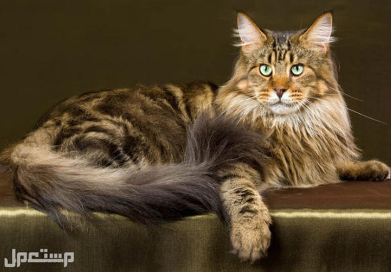 تعرف على 12 من أجمل أنواع القطط التي ستبهرك في العالم و في السعودية قط ماين كون