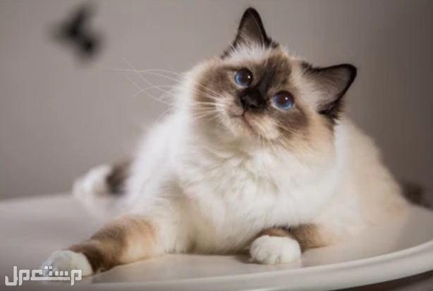 تعرف على 12 من أجمل أنواع القطط التي ستبهرك في العالم و في السعودية بيرمان