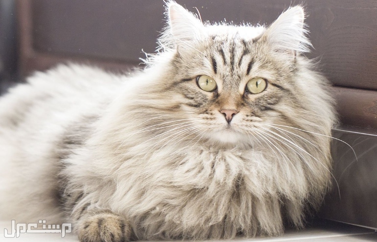 تعرف على 12 من أجمل أنواع القطط التي ستبهرك في العالم و في السعودية قط سيبيري
