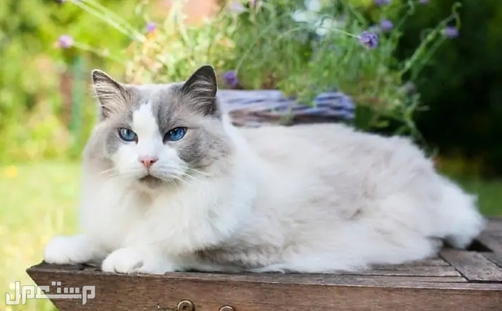 تعرف على 12 من أجمل أنواع القطط التي ستبهرك في العالم و راغدول