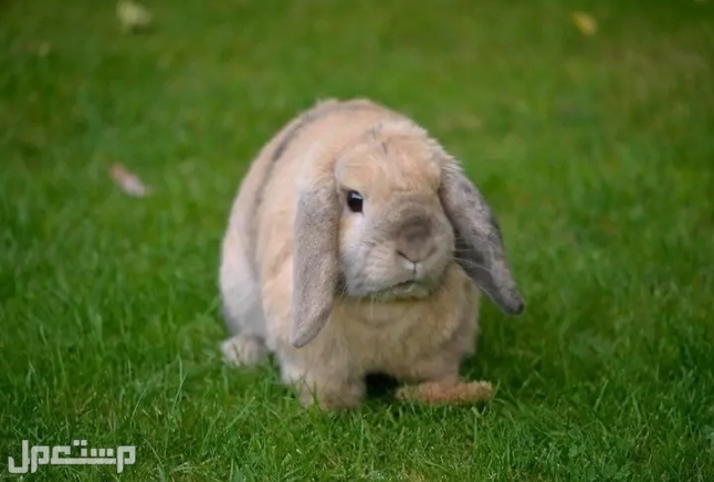 كم تكلفة أرنب ميني لوب؟ و نظرة عامة حول السلالة، سلوكها و كيفية العناية بها في قطر