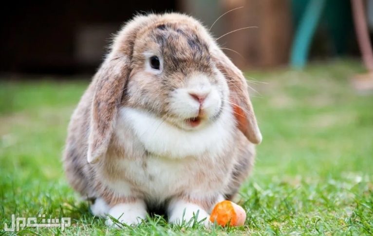 كم تكلفة أرنب ميني لوب؟ و نظرة عامة حول السلالة، سلوكها و كيفية العناية بها في الأردن