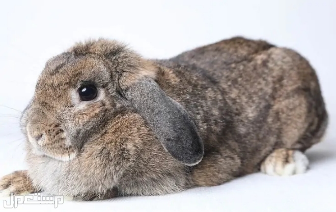 اليك كل ما تود معرفته عن سلالة أرنب هولندا لوب قبل اقتنائه و تربيته في عمان
