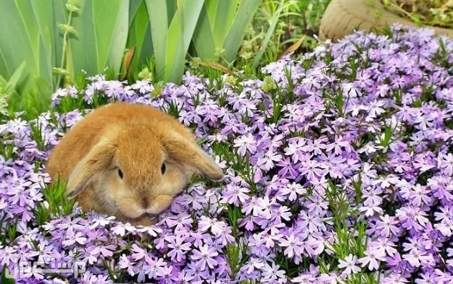 اليك كل ما تود معرفته عن سلالة أرنب هولندا لوب قبل اقتنائه و تربيته في اليَمَن