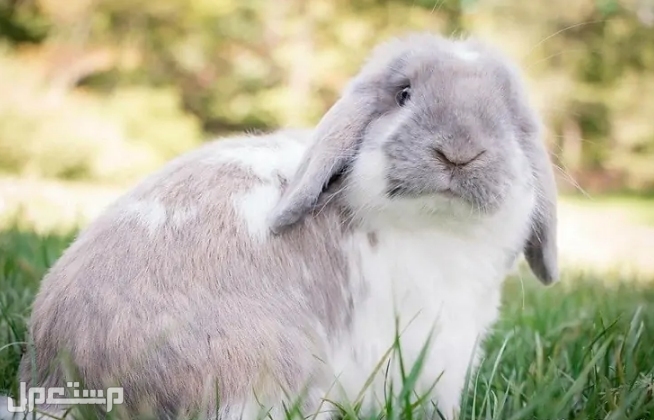 اليك كل ما تود معرفته عن سلالة أرنب هولندا لوب قبل اقتنائه و تربيته