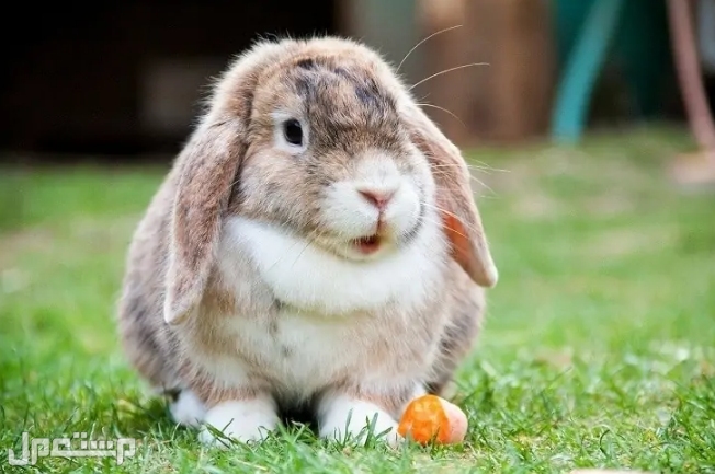 اليك كل ما تود معرفته عن سلالة أرنب هولندا لوب قبل اقتنائه و تربيته في الجزائر