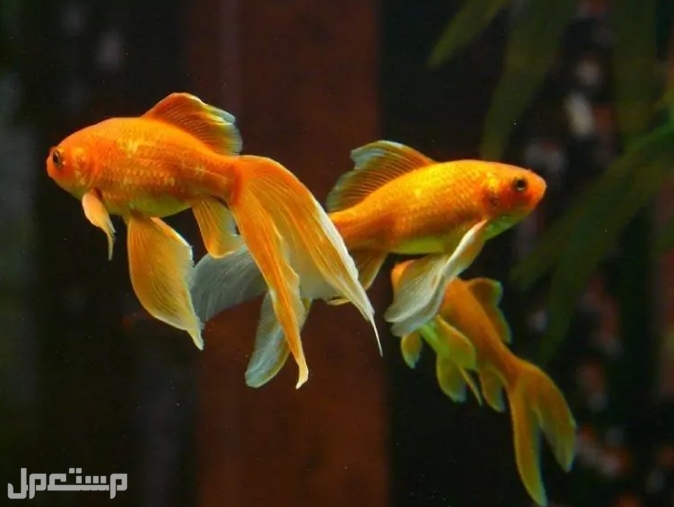 السمكة الذهبية الشائعة: دليل العناية والأصناف والتغذية وعمر الحياة والمزيد في الإمارات العربية المتحدة