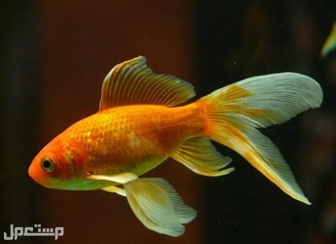 السمكة الذهبية الشائعة: دليل العناية والأصناف والتغذية وعمر الحياة والمزيد