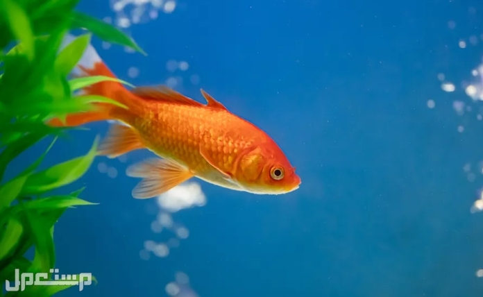 السمكة الذهبية الشائعة: دليل العناية والأصناف والتغذية وعمر الحياة والمزيد في الإمارات العربية المتحدة