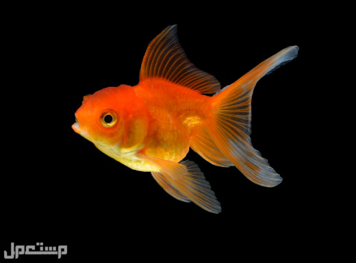 السمكة الذهبية الشائعة: دليل العناية والأصناف والتغذية وعمر الحياة والمزيد