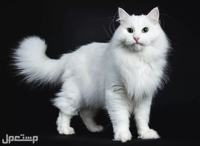 اهم المعلومات عن القط السيبيري الروسي بالتفصيل في تونس القط السيبيري