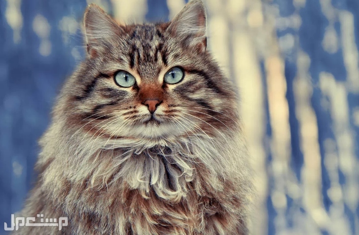 اهم المعلومات عن القط السيبيري الروسي بالتفصيل في العراق القط السيبيري