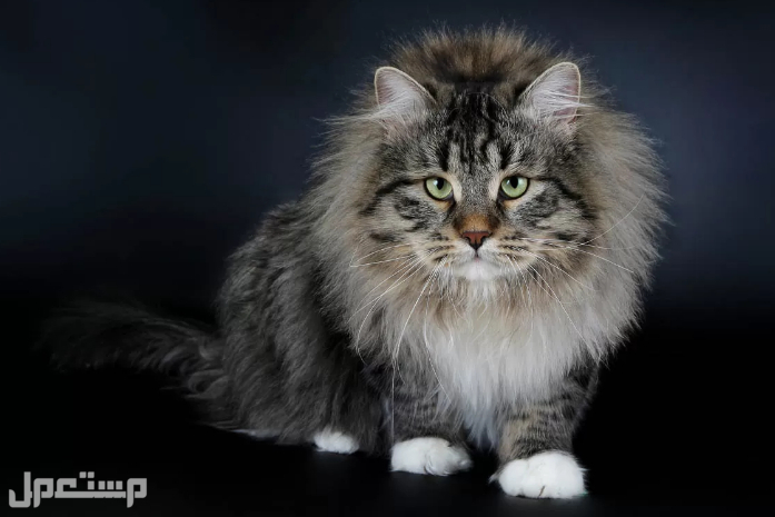 اهم المعلومات عن القط السيبيري الروسي بالتفصيل في الجزائر
