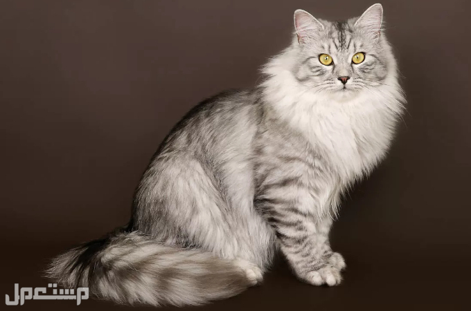 اهم المعلومات عن القط السيبيري الروسي بالتفصيل في الكويت