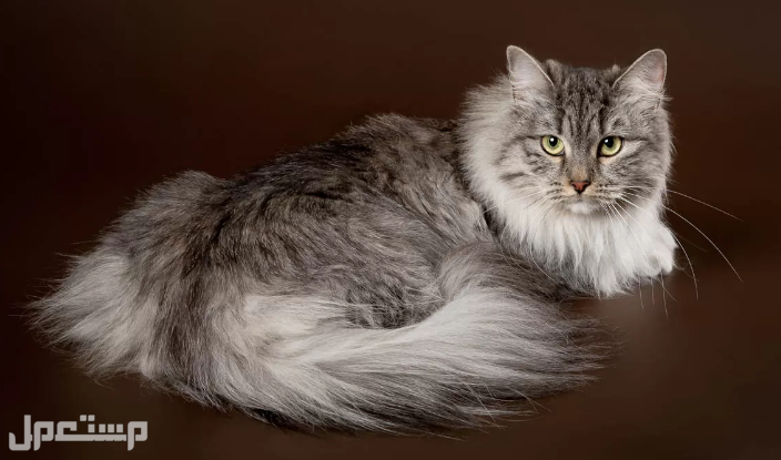 اهم المعلومات عن القط السيبيري الروسي بالتفصيل في السودان القط السيبيري