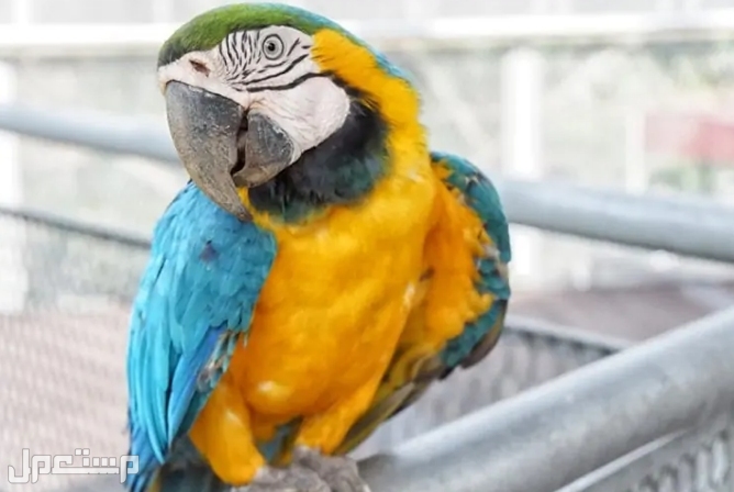 ببغاء مكاو الأزرق والذهبي - كل ماتحتاج لمعرفته عن هذا الطائر الرائع في جيبوتي