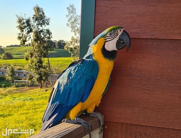 ببغاء مكاو الأزرق والذهبي - كل ماتحتاج لمعرفته عن هذا الطائر الرائع في الكويت