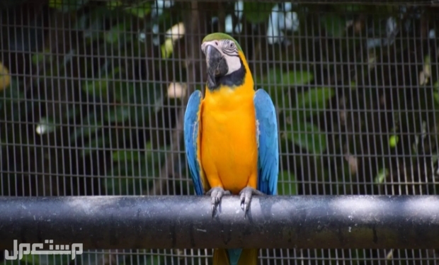 ببغاء مكاو الأزرق والذهبي - كل ماتحتاج لمعرفته عن هذا الطائر الرائع في جيبوتي