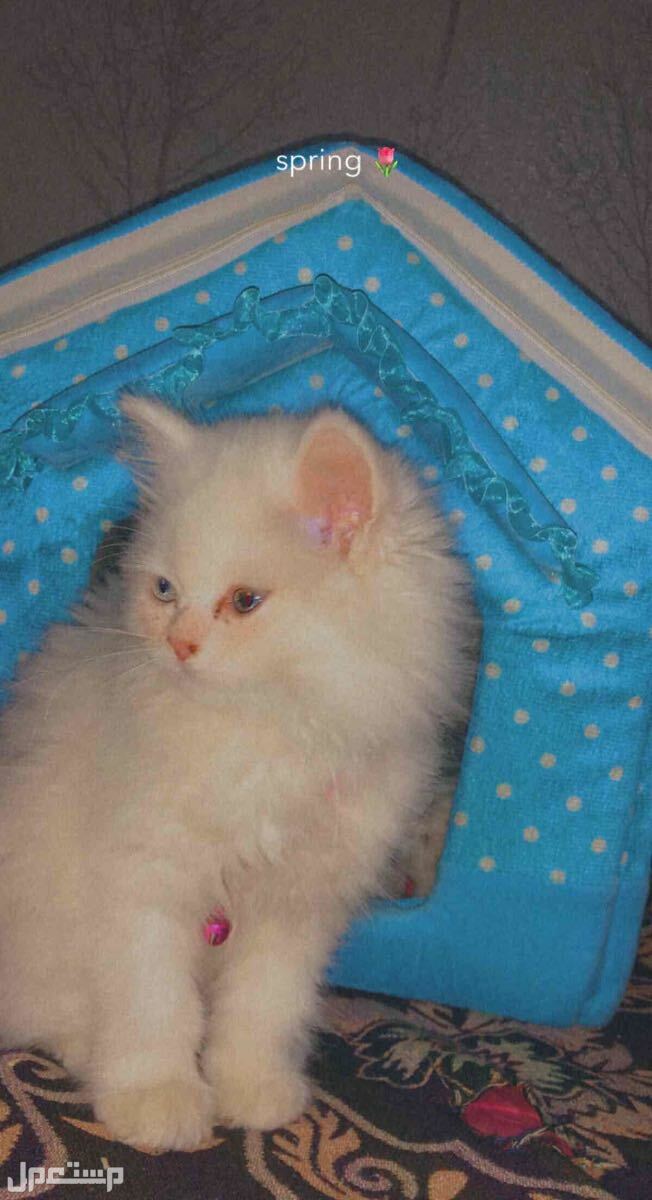 قطط للبيع صغيرة  في خميس مشيط بسعر 500 ريال سعودي