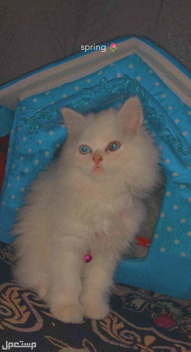 قطط للبيع صغيرة  في خميس مشيط بسعر 500 ريال سعودي