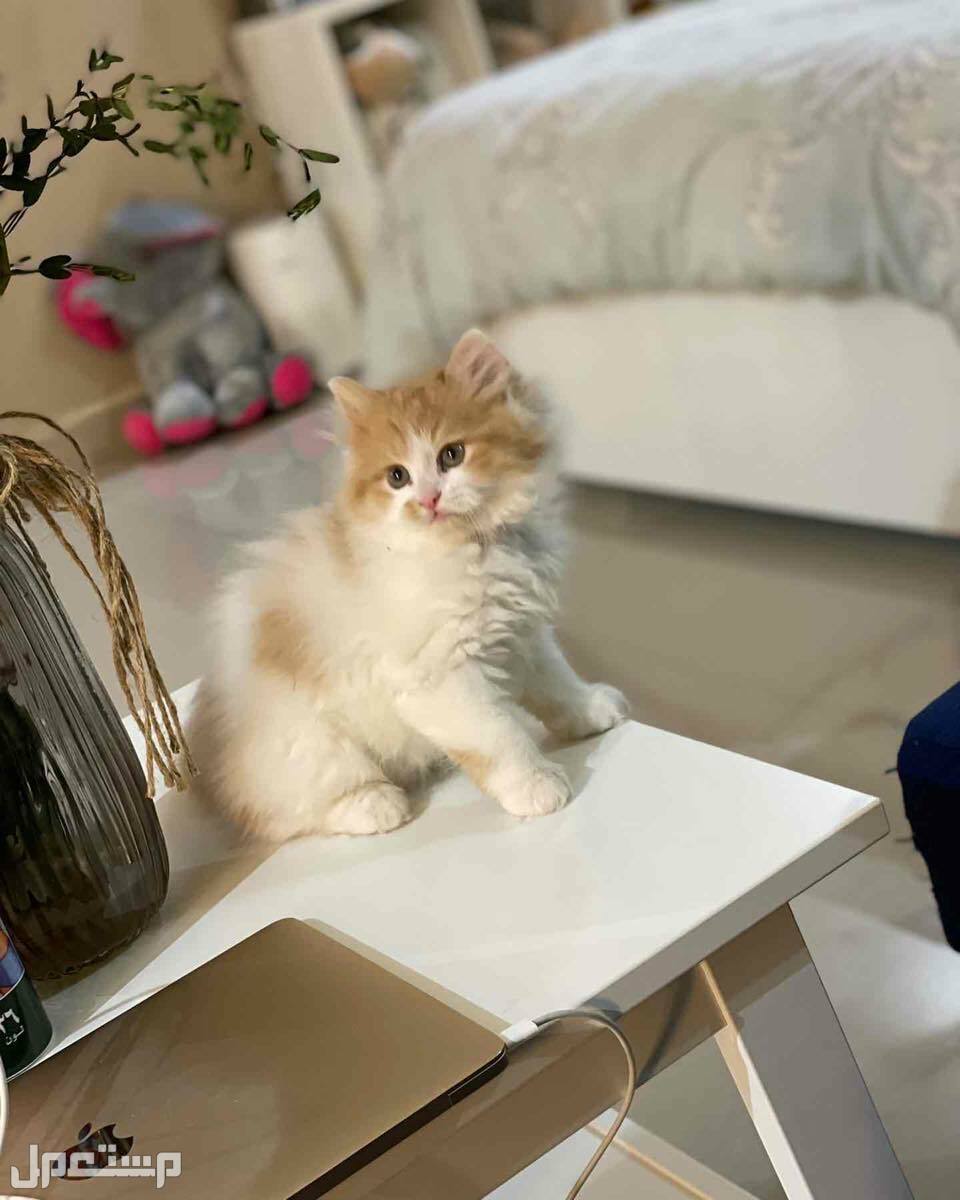 قطط للبيع كيتن شيرازي  في الرياض بسعر 500 ريال سعودي