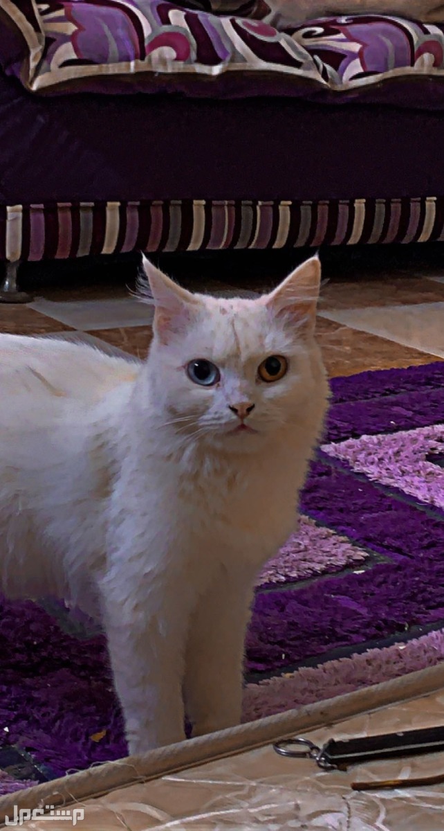 قطه امريكيه لون العينين زرق حامل