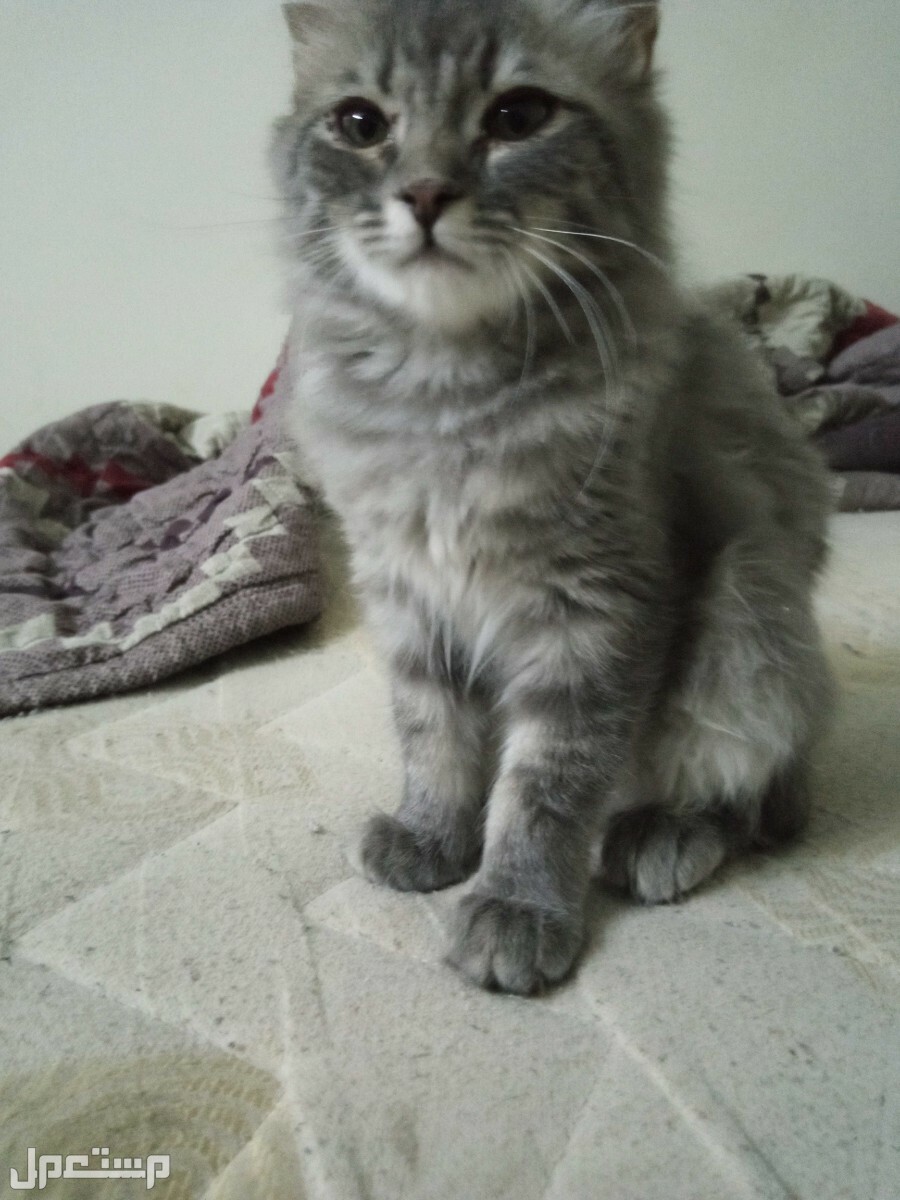 قطة شيرازي  العمر 4شهور