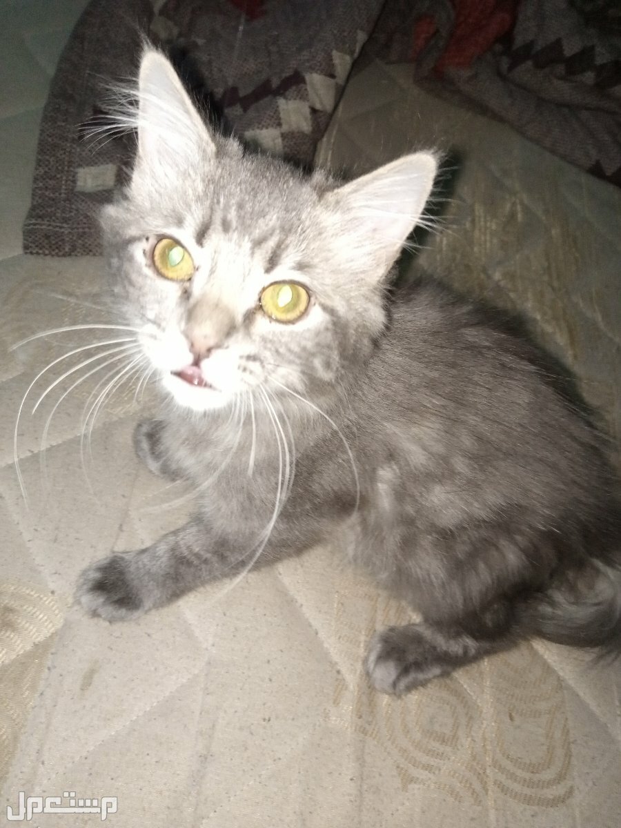 قطة شيرازي  العمر 4شهور