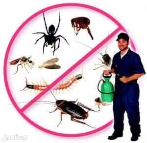 شركة مكافحة حشرات بالمدينة المنورة  شركة التيسير لرش المبيدات الحشرية بالمدينة أفضل مبيدات لدي شركة التيسير للخدمات المنزلية بالمدينة المنورة 0536591696