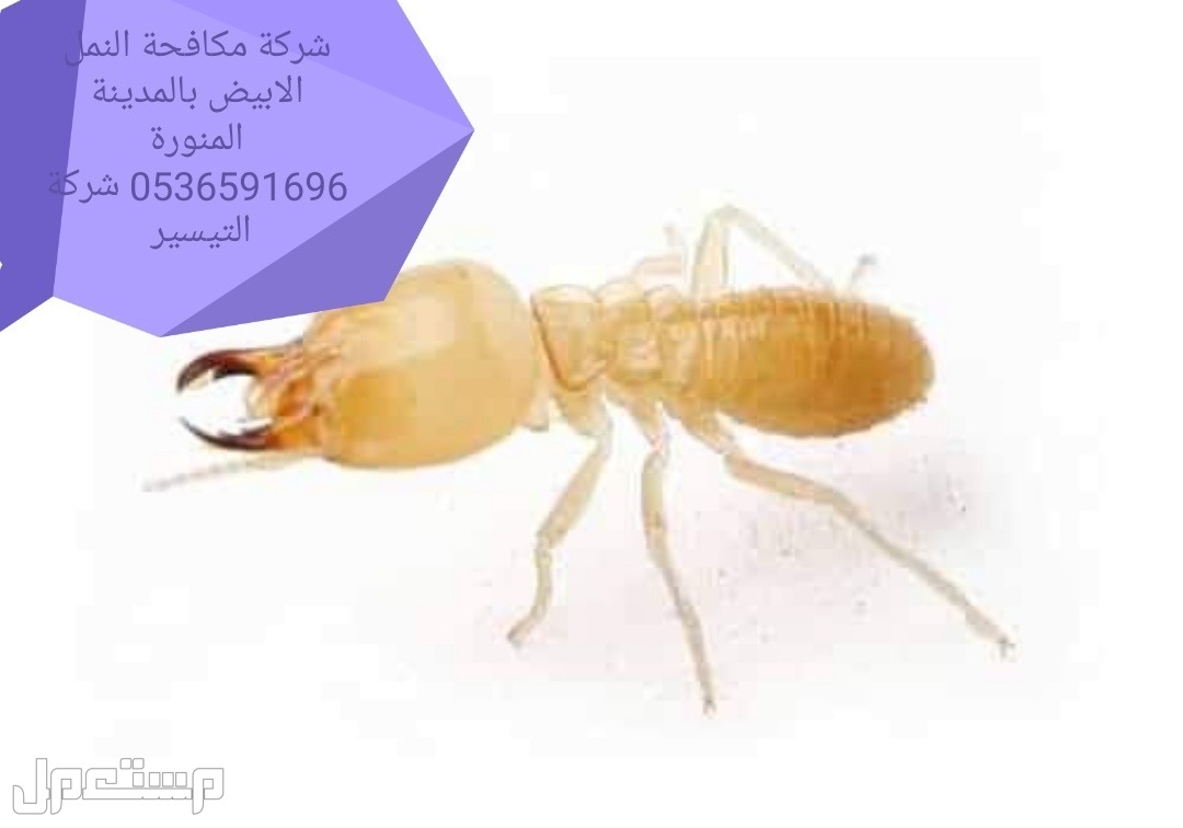 شركة مكافحة حشرات بالمدينة المنورة  شركة التيسير لرش المبيدات الحشرية بالمدينة مكافحة النمل الابيض بالمدينة المنورة 0536591696 شركة التيسير
