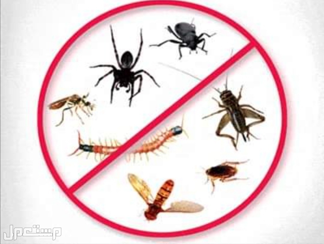 شركة مكافحة حشرات بالمدينة المنورة  شركة التيسير لرش المبيدات الحشرية بالمدينة اباده تامه على الحشرات بالمدينة المنورة 0536591696