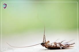 شركة مكافحة حشرات بالمدينة المنورة  شركة التيسير لرش المبيدات الحشرية بالمدينة مكافحة الصراصير بالمدينة المنورة 0536591696 شركة التيسير لخدمات رش الحشرات بالمد