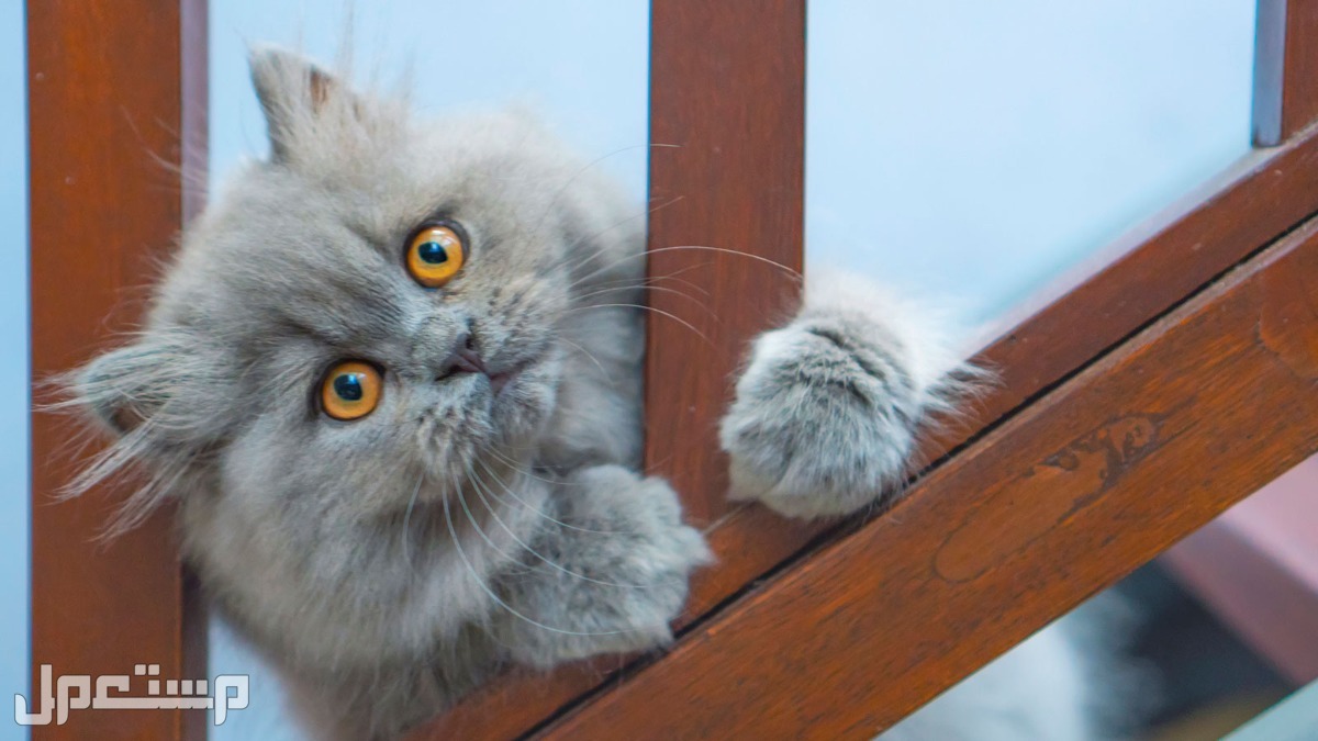 كل ما تحتاج إلى معرفته عن قطط شيرازي شخصية القطط الشيرازية