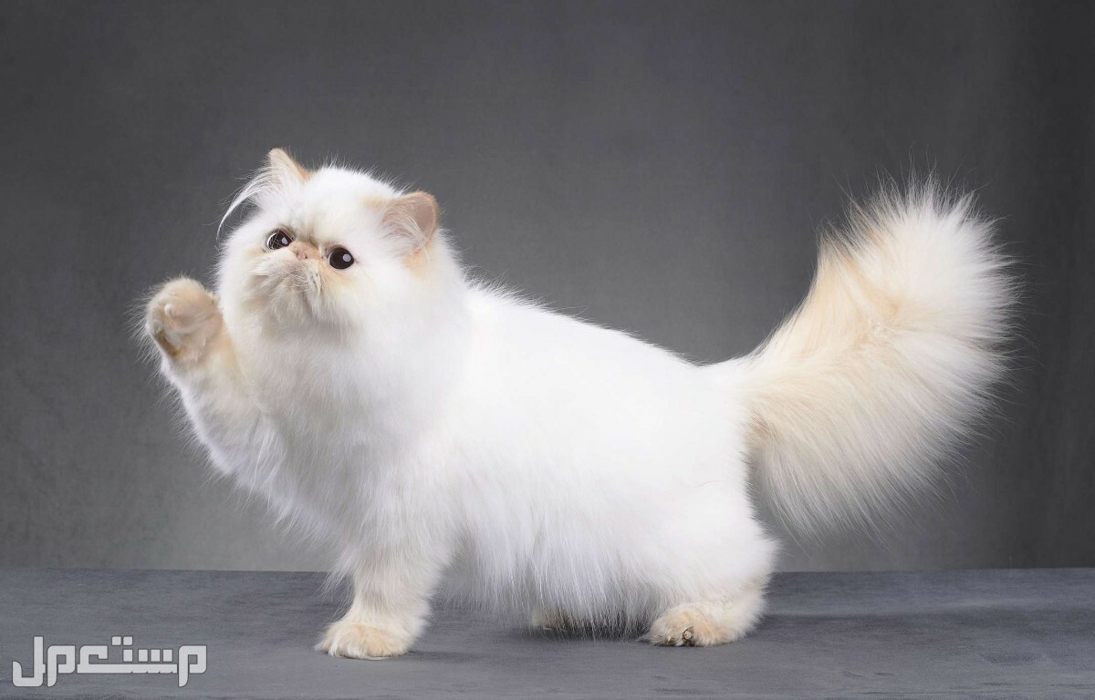 كل ما تحتاج إلى معرفته عن قطط شيرازي قطط شيرازي